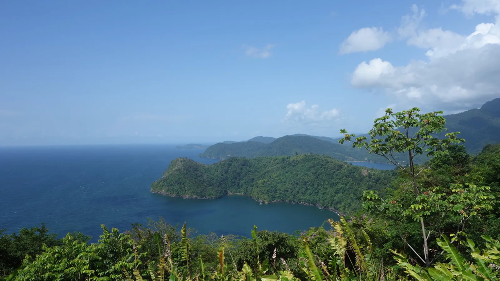 The Oxford English Dictionary&rsquo;s Latest Caribbean Update Is Filled With Words From Trinidad and Tobago, From &ldquo;Hornerman&rdquo; to &ldquo;Peanut Punch&rdquo;